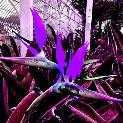 Chinkhuslen Erdenebileg