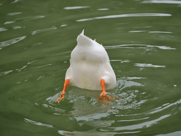 Qwacky si aggiorna: più controllo su alias e account DuckDuckGo Email Protection