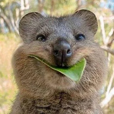 wombatle wombatle